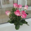 m_DSCN0081