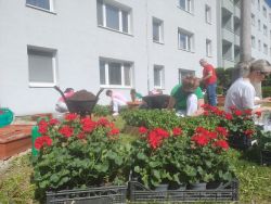 Sadenie muškátov a letných kvetov