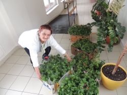 Sadenie muškátov s našimi klientmi - M dscn4655