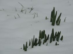 15.3.2013 a zima je tu späť - M dscn1389