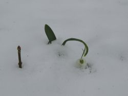 15.3.2013 a zima je tu späť - M dscn1392