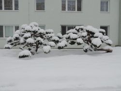 Na zimu sme čakali až do 5. 1. 2015 - 14