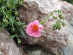 Flóra (čo nám tu práve kvitne) - m_DSCN1317