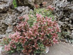 Flóra (čo nám tu práve kvitne) - m_DSCN2610
