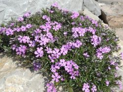 Skalka - čo v nej práve kvitne a robí nám radosť - m_Phlox subulata - Flox šidlolistý