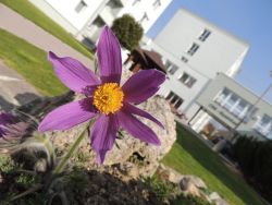 Skalka - čo v nej práve kvitne a robí nám radosť - m_Pulsatilla vulgaris - Poniklec obyčajný