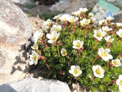 Skalka - čo v nej práve kvitne a robí nám radosť - m_Saxifraga arendsii (Butter Cream) - Lomikameň mechový