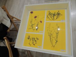 m_DSCN0674