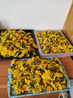 Púpavový med - 10