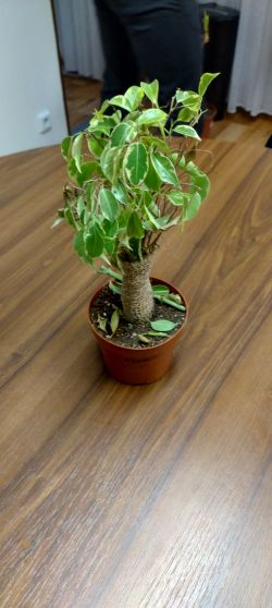 591184959_1406528024356652_867846073119991628_n